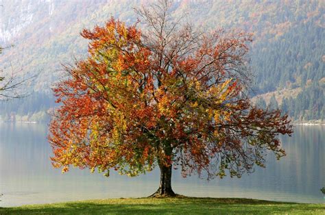 Autumn Tree Free Stock Photo Freeimages