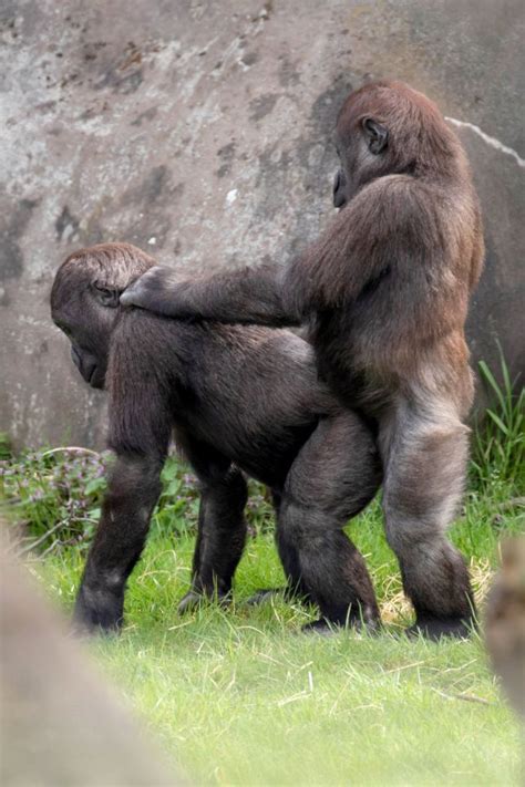 Gay Gorillas Caught Having Sex At Rotterdam Zoo Metro News