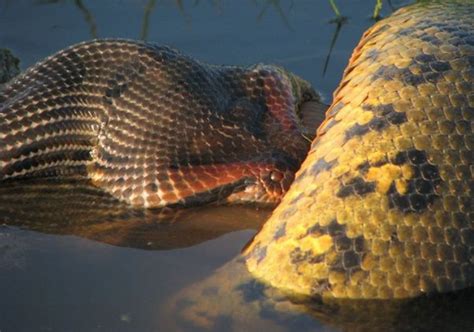 How Do Anacondas Swallow And Digest Their Huge Prey Theinfotimes