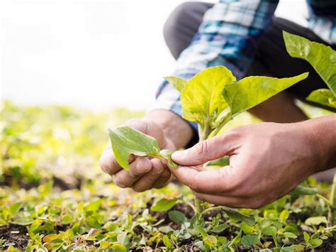 Agricultura Regenerativa Qu Es Principios Y Beneficios