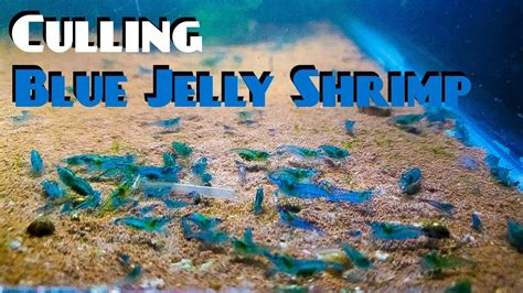 Culling Blue Jelly Shrimp YouTube