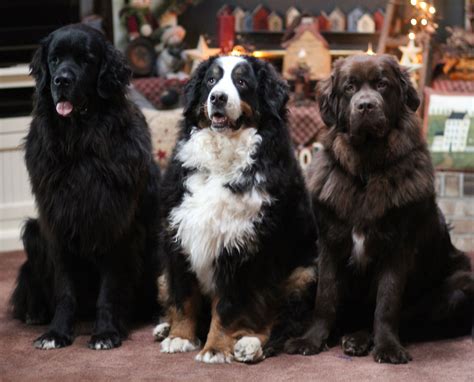 Here Are The Funderbears A Newf Sandwich With A Bernese Filling I