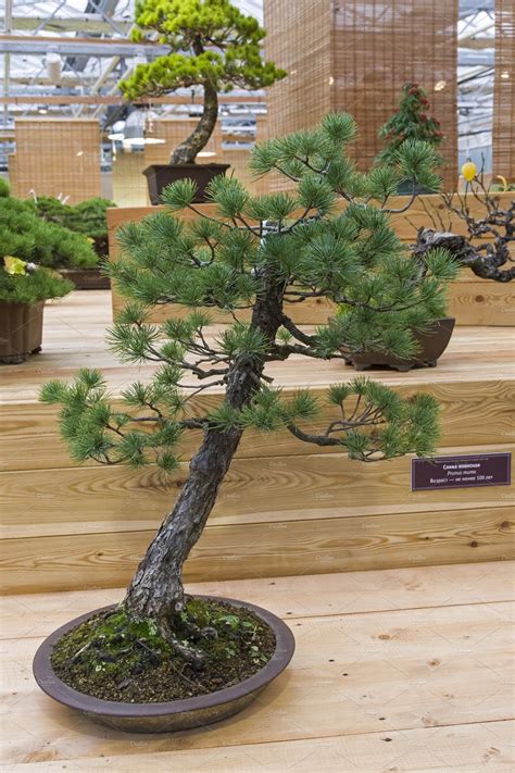 Bonsai Tree Japanese White Pine High Quality Nature Stock Photos