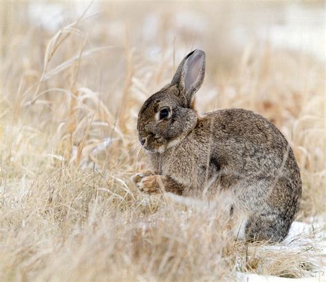 Wild Rabbit Sitting In Snow And Dry Grass Photograph By Carmen Brown