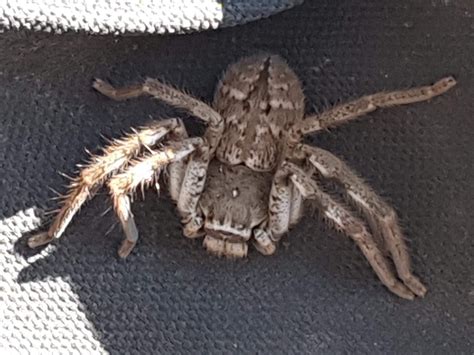 Massive Spider In My Backyard Melbourne Australia Is He Poisonous Or