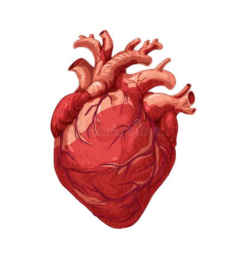 Realistic Red Heart Real Internal Human Organ With Aortas Anatomy