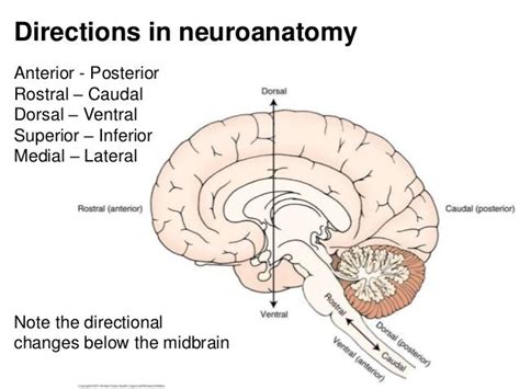 13 Besten Neuroanatomy Lecture 1 Bilder Auf Pinterest Das Gehirn