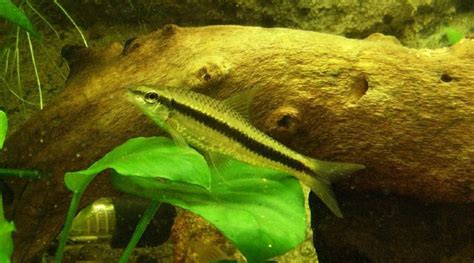 20 Best Algae Eaters Fish For Your Freshwater Aquarium