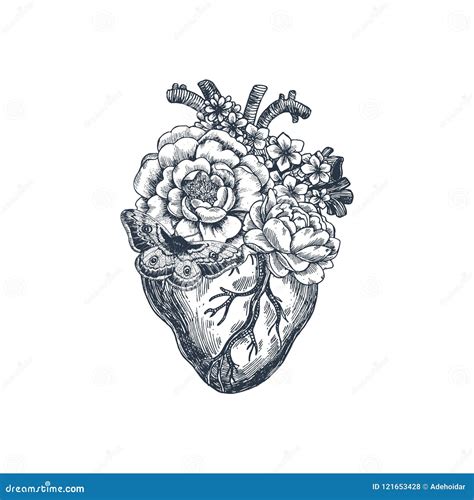 Anatomical Heart And Cardiogram Cartoon Vector
