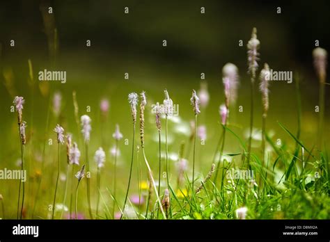Meadow Hi Res Stock Photography And Images Alamy