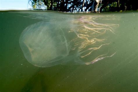 Queensland Teen Dies After Box Jellyfish Sting
