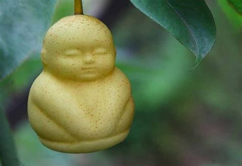 Buddha Shaped Pears Weird Fruit Pear Fruit
