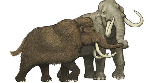 Woolly Mammoth And Columbian Mammoth Sound Effects Youtube