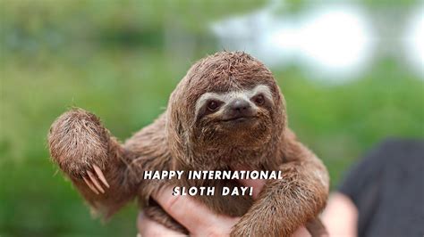 Celebrate International Sloth Day In Our Slothlife Tees