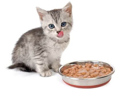 Kitten grain free cat food with cage free chicken: The 25 Best Kitten Foods of 2020 - Cat Life Today