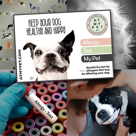 How Much Does It Cost To Get An Allergy Test For A Dog