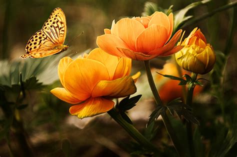 Free Images Nature Meadow Flower Petal Orange Insect Botany