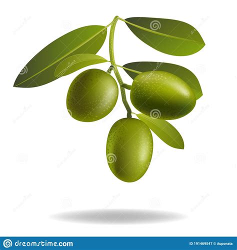 Leaf Of Green Olives Realistic Olive Branch Vector Illustration Stock