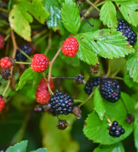 We did not find results for: Using Georgia Native Plants: Roses and Raspberries