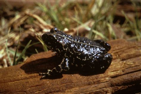 With b&w photography, you need. Black Toad Facts and Pictures