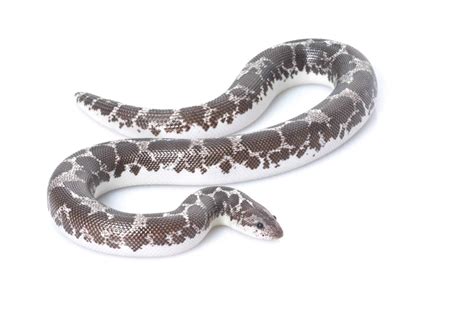 7 Best Beginner Pet Snakes Key Facts 10 Photos Happyserpent