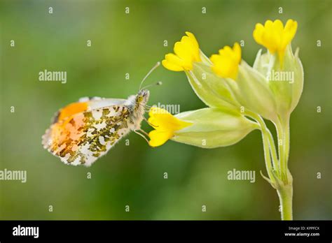 Male Orange Tip Butterfly Resting On Cowslip Flowers Stock Photo Alamy