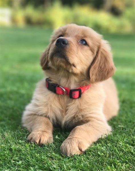 A.k.c golden retriever puppies for sale i have 6 puppies left. Puppies For Sale In Michigan - petfinder