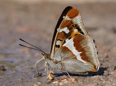Purple Emperor Butterfly Conservation