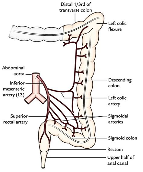 Easy Notes On 【inferior Mesenteric Artery】learn In Just 3 Minutes