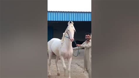 Beautiful Horse White Nukra Horse Riding Style Nezabazi Punjabi Culture