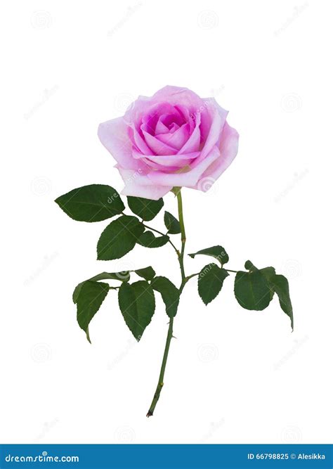 Delicate Pink Rose Stock Image Image Of View Isolated 66798825