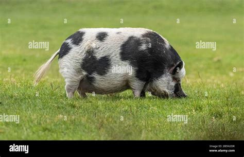 Schwein frei im freien Fotos und Bildmaterial in hoher Auflösung Alamy