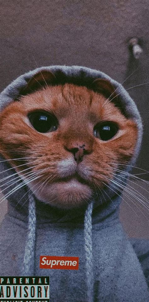 Cat With Swag By Jayjaycars Swag Cat Hd Phone Wallpaper Pxfuel