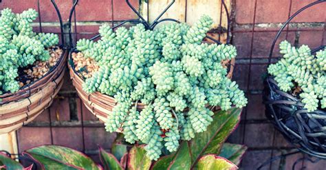 35 Of The Best Hanging And Trailing Succulents And Cacti