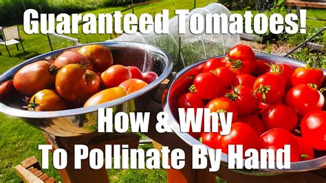 guaranteed tomatoes how and why to pollinate tomatoes by hand youtube