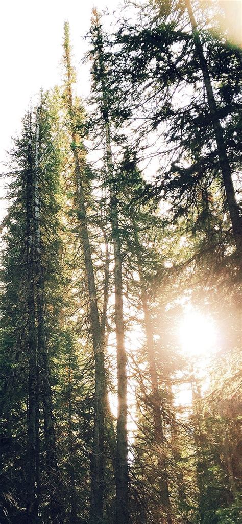 Tree Sunshine Nature Iphone X Wallpapers Free Download