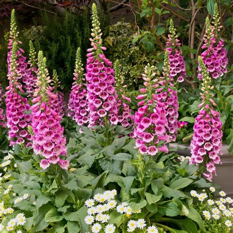 It looks like the middle bud is going to be red or orange instead of yellow like the others. Growing Foxglove Plants and Enjoying Foxglove Flowers ...