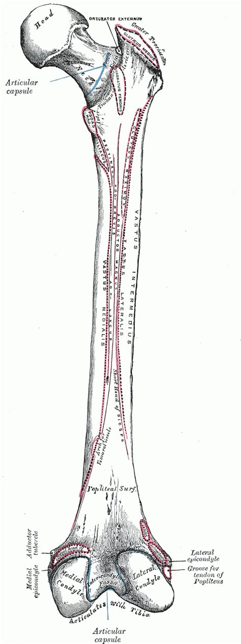 A backbone is the part of the computer network infrastructure that interconnects different networks and provides a path for exchange of data between these different networks. File:Femur back.png - Wikimedia Commons