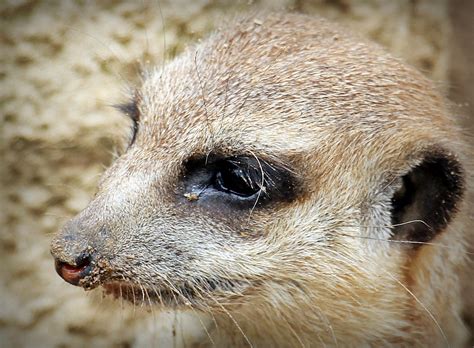 Free Images Watch Nature Sweet Cute Zoo Fur Small Mammal