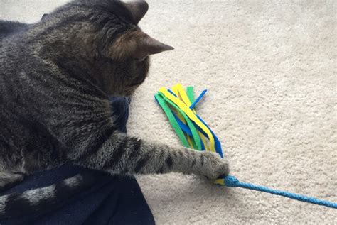 10 Easy Diy Cat Toys Make Cat Toys Out Of Household Items Animallama