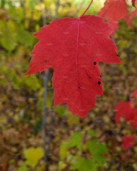 Single Red Maple Leaf In Fall Stock Photo Containing Red And Maple