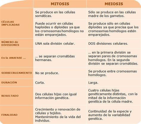 Realiza Un Informe Sobre Las Diferencias Entre La Meiosis Y La Mitosis