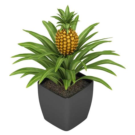 How To Care For Pineapple As A Houseplant Empress Of Dirt