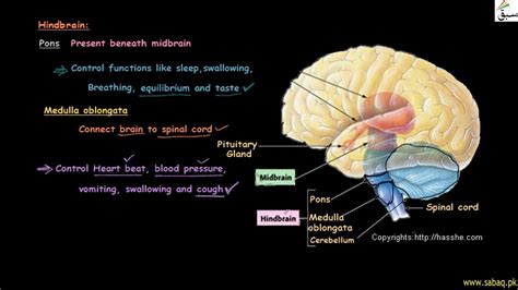 Human Brain Midbrain And Hindbrain General Science Lecture Sabaq