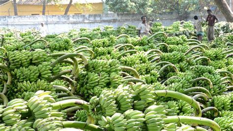 Italy All Set To Get Bananas From Tamil Nadu The Hindu Businessline