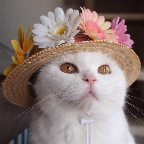 8 Best Images About Cats In Hats On Pinterest Cats
