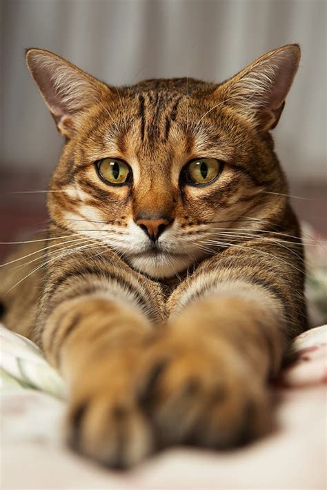 Temperament And Personality Of Bengal Cats Annie Many
