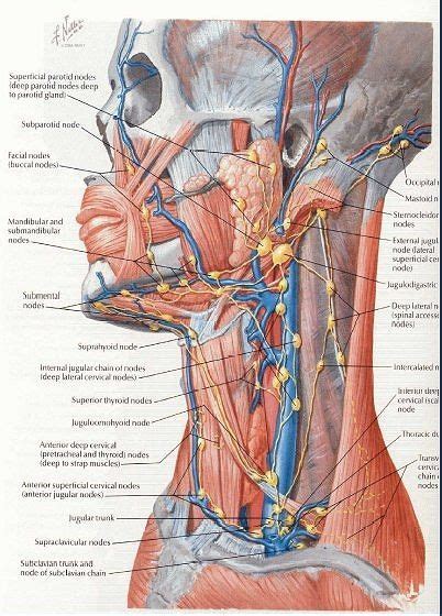 Your lymphatic system is what helps to fight infections and regulates. Pin on Health board