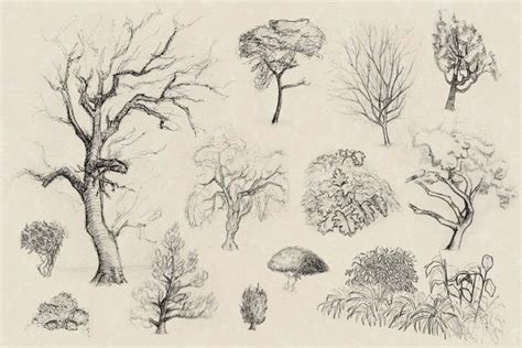 How To Draw Realistic Trees Plants Bushes And Rocks