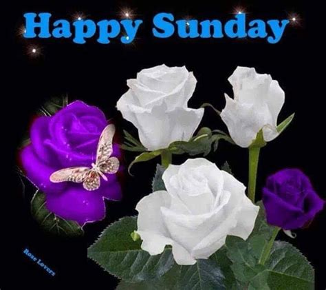 Purple And White Sunday Rose Quote Pictures Photos And Images For